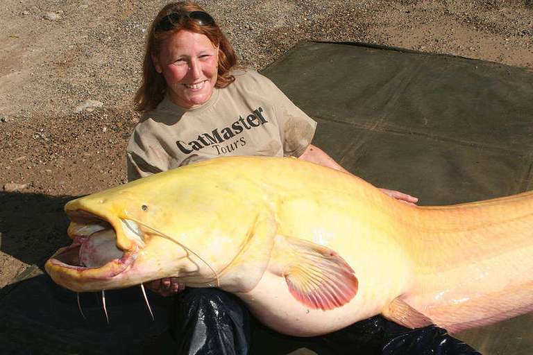 Mixed Carp & Catfish tours with CatMaster Tours