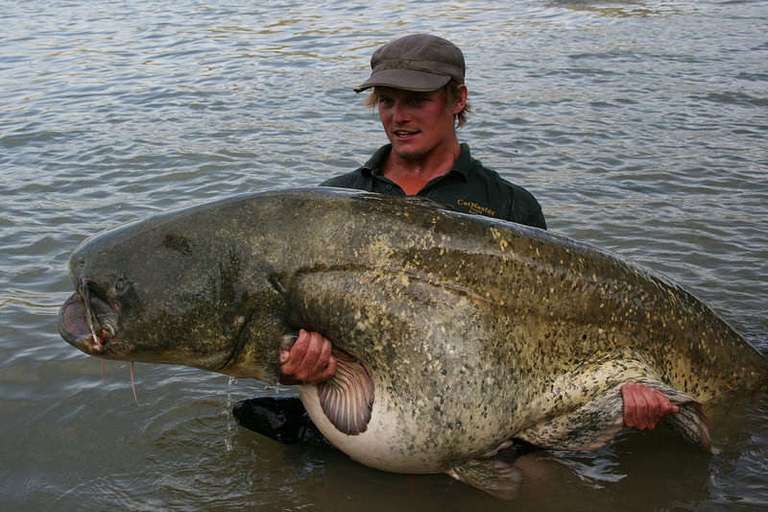 Mixed Carp & Catfish tours with CatMaster Tours