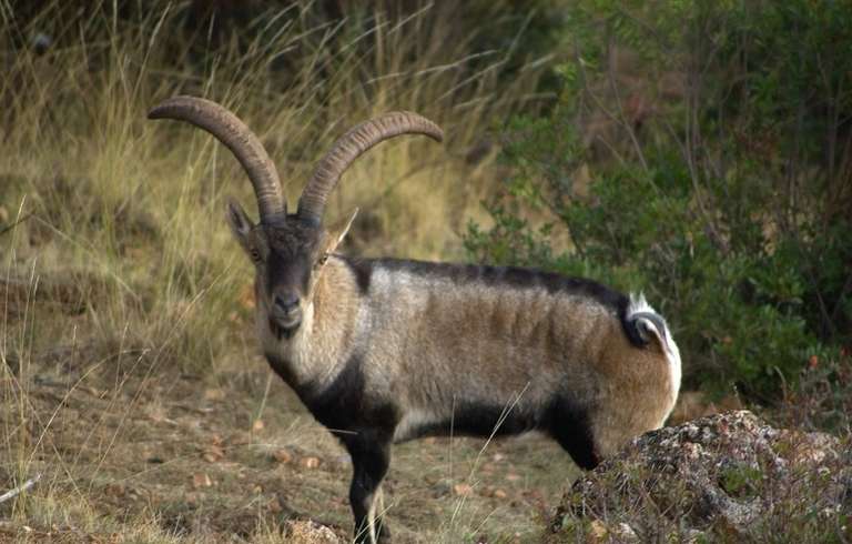 Ibex